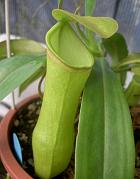 Nepenthes khasiana